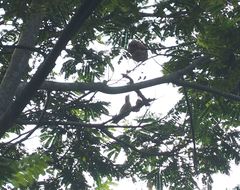 Dendrocopos analis