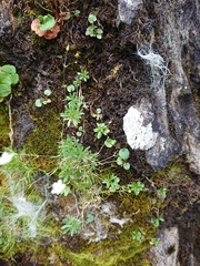 Draba incana