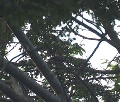 Dendrocopos analis