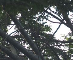 Dendrocopos analis