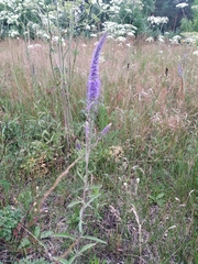 Veronica spicata