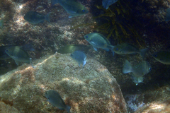 Girella punctata