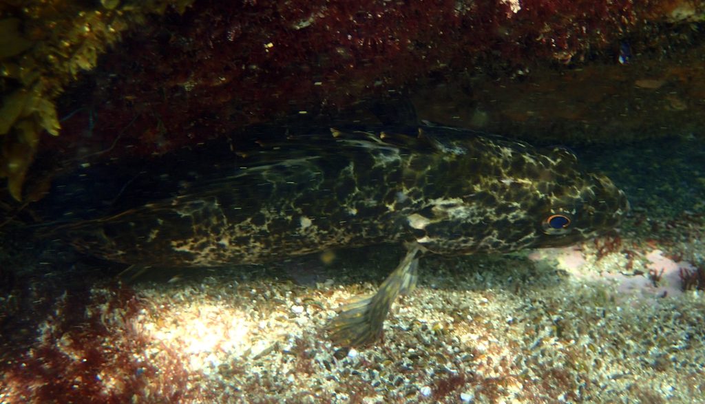 Oblong rockfish (Sebastes oblongus) — Sebastidae