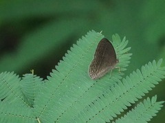 Mycalesis janardana