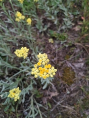 Helichrysum arenarium