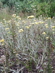 Helichrysum arenarium