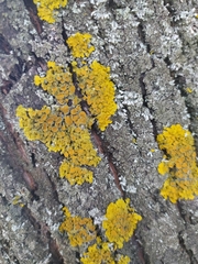 Xanthoria parietina