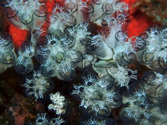 Diazonidae