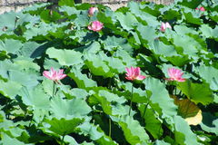 Nelumbo nucifera