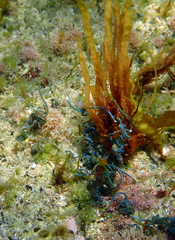 Chaetomorpha spiralis