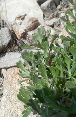Artemisia lagocephala