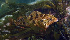 Hexagrammos agrammus