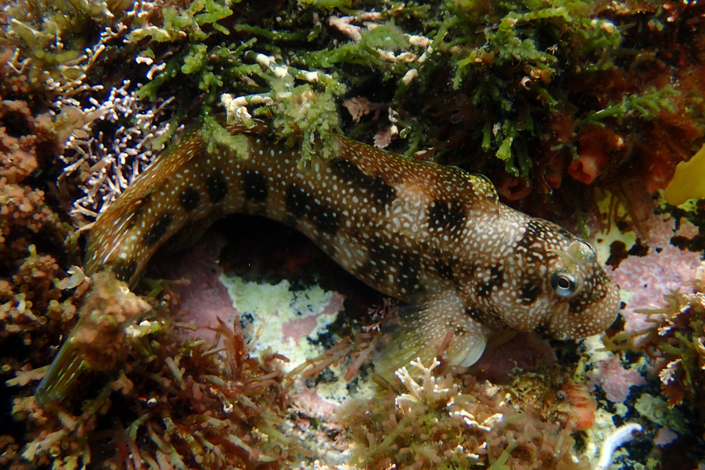 Stellar Rockskipper