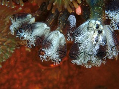 Diazonidae