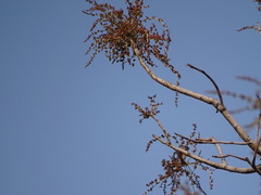 Lannea coromandelica