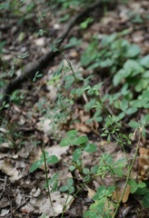 Hippocrepis emerus emeroides