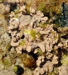 Lithophyllum incrustans