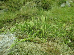 Diphasiastrum alpinum