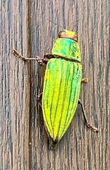 Chrysodema eximia