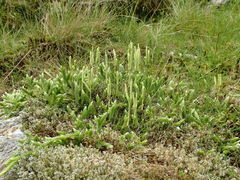 Diphasiastrum alpinum