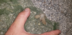 Hyles vespertilio