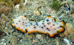 Pseudoceros nipponicus