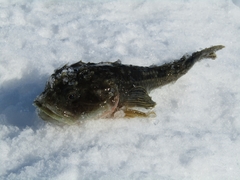 Myoxocephalus