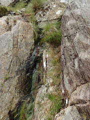 Festuca vivipara