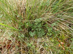 Thalictrum alpinum