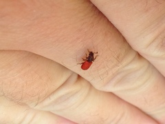 Zenodosus sanguineus