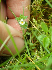 Euphrasia ostenfeldii