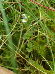 Euphrasia ostenfeldii