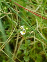 Euphrasia ostenfeldii