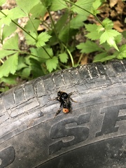 Bombus lapidarius