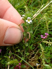 Euphrasia ostenfeldii