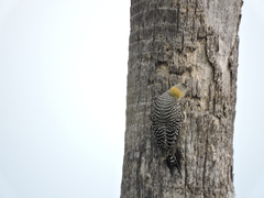 Melanerpes aurifrons