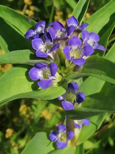 Cross Gentian