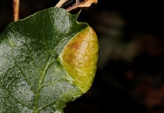 Forda marginata
