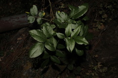 Pistacia terebinthus palaestina