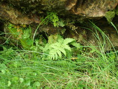Phegopteris connectilis