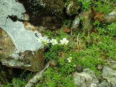 Saxifraga hypnoides