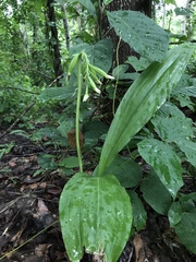 Eulophia cernua