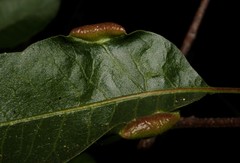 Forda marginata
