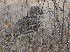 Burhinus indicus