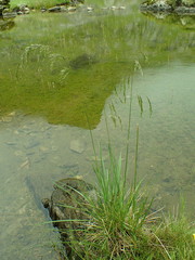Deschampsia cespitosa cespitosa