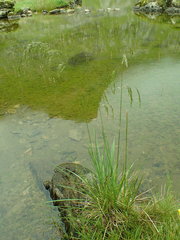 Deschampsia cespitosa cespitosa