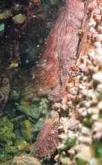 Octopus sinensis
