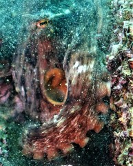 Octopus sinensis