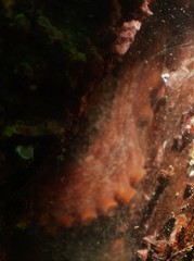 Octopus sinensis