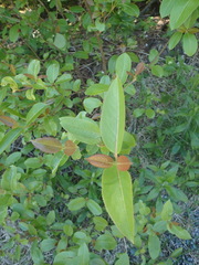 Viburnum cassinoides image